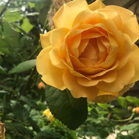 Healing Waters Sanctuary For Exclusive Private Hire And Self Catering Board, Vegetarian, Alcohol & Wifi Free Retreat In Glastonbury Eksteriør bilde